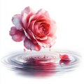 Watercolor painting of a beautiful rose and water drops on a white background Royalty Free Stock Photo