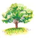 Oak tree in tte field