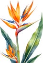 Watercolor painting of Bird-of-Paradise flower. Waterclor flower illustration. Ai-Generated