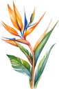 Watercolor painting of Bird-of-Paradise flower. Waterclor flower illustration. Ai-Generated