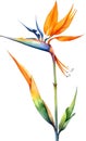 Watercolor painting of Bird-of-Paradise flower. Waterclor flower illustration. Ai-Generated