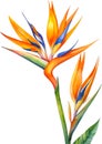 Watercolor painting of Bird-of-Paradise flower. Waterclor flower illustration. Ai-Generated