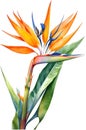 Watercolor painting of Bird-of-Paradise flower. Waterclor flower illustration. Ai-Generated Royalty Free Stock Photo