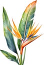 Watercolor painting of Bird-of-Paradise flower. Waterclor flower illustration. Ai-Generated