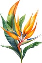 Watercolor painting of Bird-of-Paradise flower. Waterclor flower illustration. Ai-Generated Royalty Free Stock Photo