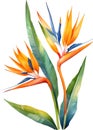 Watercolor painting of Bird-of-Paradise flower. Waterclor flower illustration. Ai-Generated