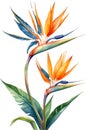 Watercolor painting of Bird-of-Paradise flower. Waterclor flower illustration. Ai-Generated