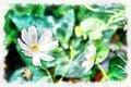 Watercolor painting - blooming cosmos flower. Modern digital art, imitation of hand painted with aquarells dye