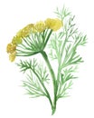 Watercolor painting of blooming fennel. Fragrant seasoning, isolated on white background, for beautiful design, with space for