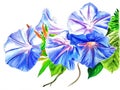 Watercolor painting of blue blooming morning glory flowers on white background Royalty Free Stock Photo