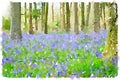 Watercolor painting of bluebell flowers in the woods
