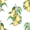 Watercolor painting is a Botanical pear tree pattern with juicy fruits and green leaves on branches isolated on a white background Royalty Free Stock Photo