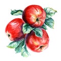 Watercolor painting of branch with apples