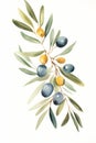 Watercolor Painting Of A Branch With Fruits