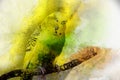 Watercolor painting of budgie on bright background Royalty Free Stock Photo