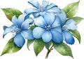 Watercolor painting of Cape Plumbago flower. Ai-Generated