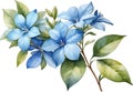 Watercolor painting of Cape Plumbago flower. Ai-Generated