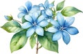 Watercolor painting of Cape Plumbago flower. Ai-Generated