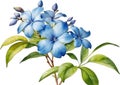 Watercolor painting of Cape Plumbago flower. Ai-Generated