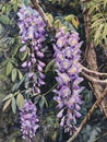 A watercolor painting of cascading wisteria flowers with various shades of purple blooms hanging from branches with Royalty Free Stock Photo