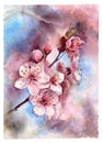 Watercolor painting cheery blossom postcard background, closeup, botanical illustration. Royalty Free Stock Photo