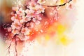 Watercolor Painting Cherry blossoms flower Royalty Free Stock Photo