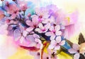 Watercolor Painting Cherry blossoms, Japanese cherry, Pink Sakura Royalty Free Stock Photo