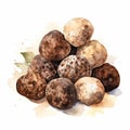 Traditional Vietnamese Watercolor Truffles Clipart On White Background Royalty Free Stock Photo