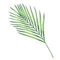 Watercolor painting coconut,palm leaf,green leave isolated on white background.Watercolor hand painted illustration tropical exoti