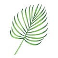 Watercolor painting coconut,palm leaf,green leave isolated on white background.Watercolor hand painted illustration tropical exoti