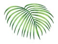 Watercolor painting coconut,palm leaf,green leave isolated on white background.Watercolor hand painted illustration tropical exoti