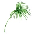 Watercolor painting coconut,palm leaf,green leave isolated on white background.Watercolor hand painted illustration tropical exoti