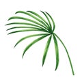 Watercolor painting coconut, palm leaf,green leaves isolated on white background.Watercolor hand painted illustration tropical exo Royalty Free Stock Photo