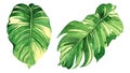 Watercolor painting coconut, palm leaf,green leaves isolated on white background.Watercolor hand painted illustration tropical exo Royalty Free Stock Photo