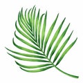 Watercolor painting coconut, palm leaf,green leaves isolated on white background.Watercolor hand painted illustration tropical exo Royalty Free Stock Photo