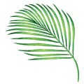 Watercolor painting coconut,palm leaf,green leaves isolated on white background.Watercolor hand painted illustration tropical exot Royalty Free Stock Photo