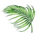 Watercolor painting coconut,palm leaf,green leaves Royalty Free Stock Photo