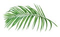 Watercolor painting coconut,palm leaf,green leaves isolated on white background.Watercolor hand painted illustration tropical exot Royalty Free Stock Photo