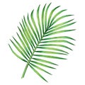 Watercolor painting coconut,palm leaf,green leaves isolated on white background.Watercolor hand painted illustration tropical exot Royalty Free Stock Photo