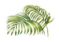 Watercolor painting of coconut palm leaves isolated