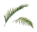 Watercolor painting of coconut palm leaves Royalty Free Stock Photo