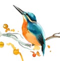 Watercolor bird