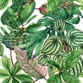 Watercolor painting colorful tropical palm leaf,green leave seamless pattern background.Watercolor hand drawn illustration tropica Royalty Free Stock Photo