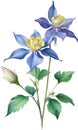 Watercolor painting of Columbine flower. Illustration of flowers. AI-Generated.