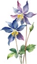Watercolor painting of Columbine flower. Illustration of flowers. AI-Generated.