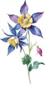 Watercolor painting of Columbine flower. Illustration of flowers. AI-Generated.