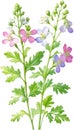 Watercolor painting of Coriander flowers. Ai-Generated