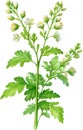 Watercolor painting of Coriander flowers. Ai-Generated