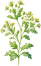 Watercolor painting of Coriander flowers. Ai-Generated