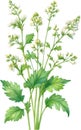 Watercolor painting of Coriander flowers. Ai-Generated